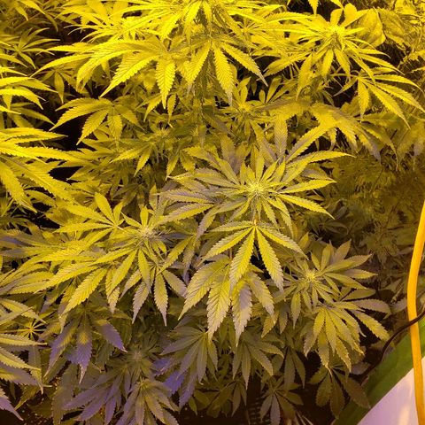 Alpha #1 growlog timeline photo