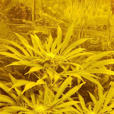 Alpha #1 growlog timeline photo