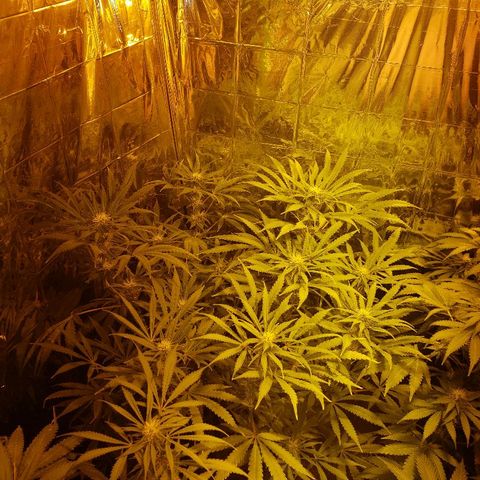 Alpha #1 growlog timeline photo