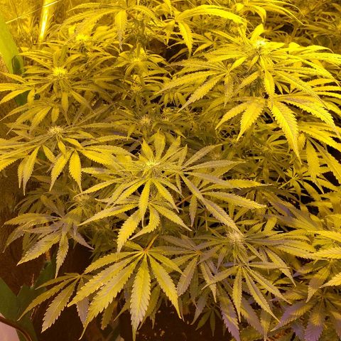 Alpha #1 growlog timeline photo