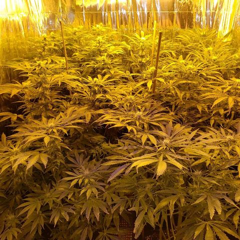 Alpha #1 growlog timeline photo