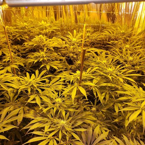 Alpha #1 growlog timeline photo