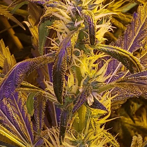Alpha #1 growlog timeline photo