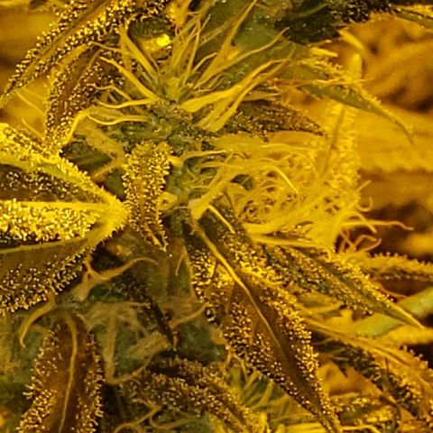 Alpha #1 growlog timeline photo