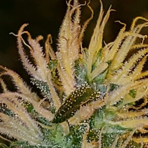 Alpha #1 growlog timeline photo
