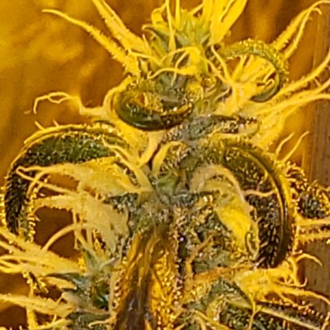 Alpha #1 growlog timeline photo