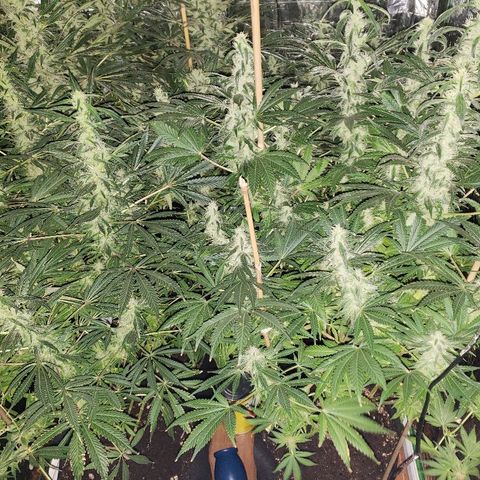 Alpha #1 growlog timeline photo