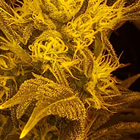 Alpha #1 growlog timeline photo