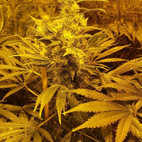 Alpha #1 growlog timeline photo