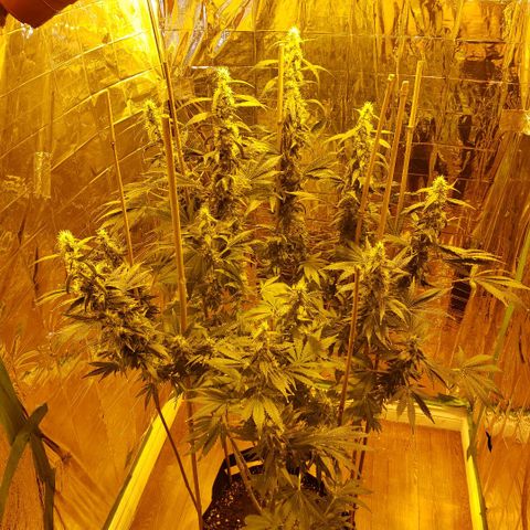 Alpha #1 growlog timeline photo