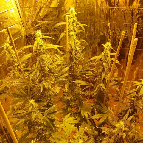 Alpha #1 growlog timeline photo