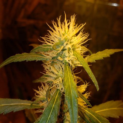 Alpha #1 growlog timeline photo