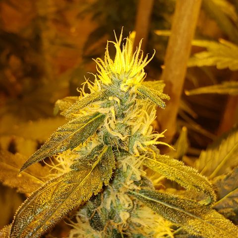 Alpha #1 growlog timeline photo