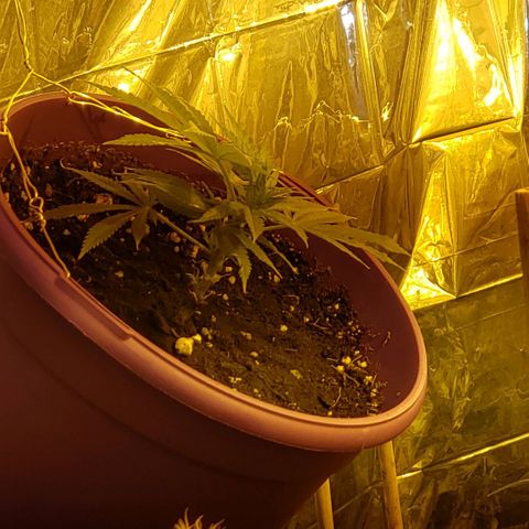 Alpha #1 growlog photo: Clone#1 est la tête de Alpha#..... a vérifier 