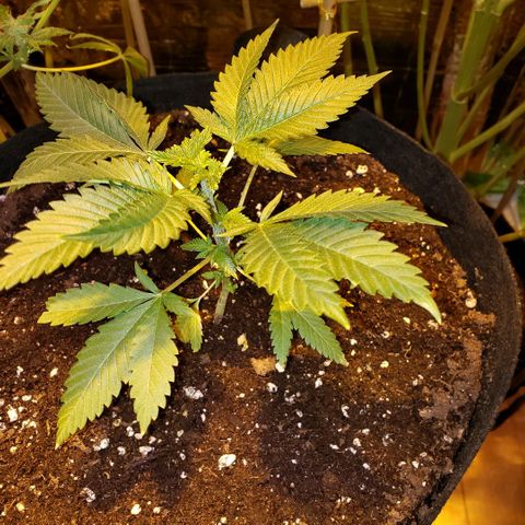 Alpha #1 growlog photo: Je lui ai appliqué un fimming au 6e noeud il y a déjà quelques jours.... mais mon but est de le laisser pousser très lentement pour me donner du temps jusqu'à la première récolte. Et il est transplanté dans un pot de 5 Gallons "airpots" de "Vivosun", acheté sur Amazon.