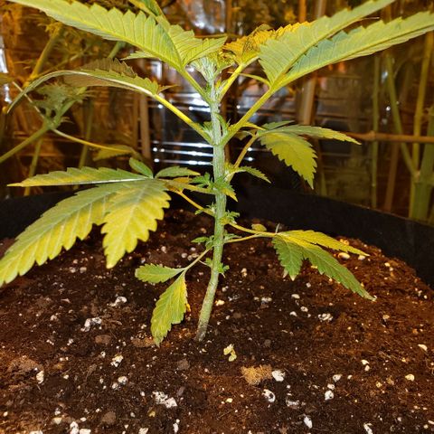 Alpha #1 growlog photo: Je lui ai appliqué un fimming au 6e noeud il y a déjà quelques jours.... mais mon but est de le laisser pousser très lentement pour me donner du temps jusqu'à la première récolte. Et il est transplanté dans un pot de 5 Gallons "airpots" de "Vivosun", acheté sur Amazon.