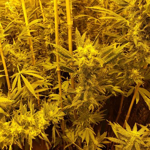 Alpha #1 growlog timeline photo
