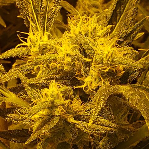 Alpha #1 growlog timeline photo
