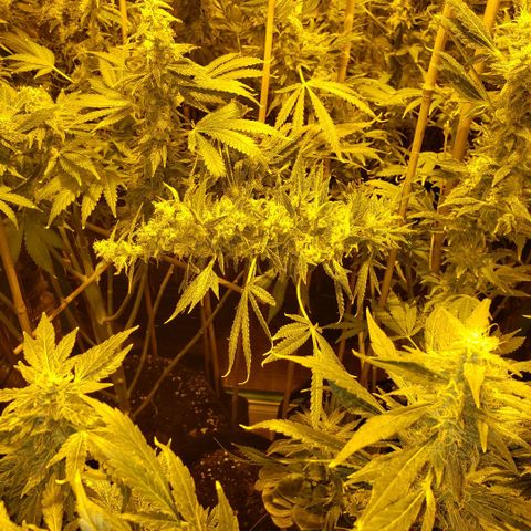 Alpha #1 growlog timeline photo
