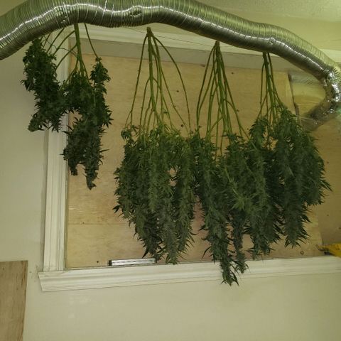 Alpha #1 growlog photo: Récolte 
