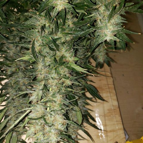 Alpha #1 growlog timeline photo