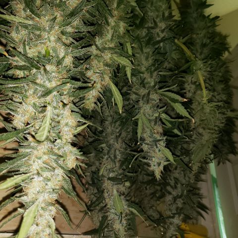 Alpha #1 growlog timeline photo