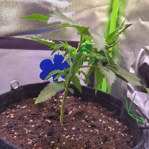 Royal Critical Automatic growlog timeline photo