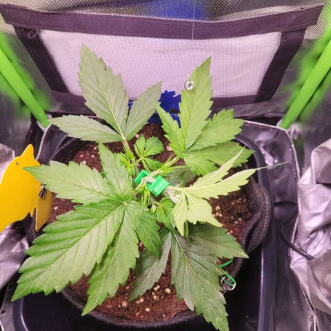 Royal Critical Automatic growlog timeline photo
