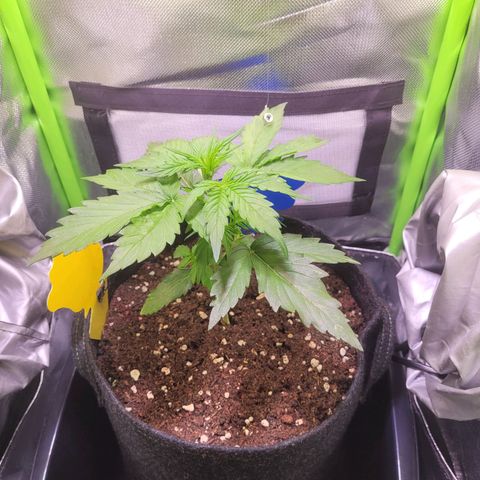 Royal Critical Automatic growlog timeline photo