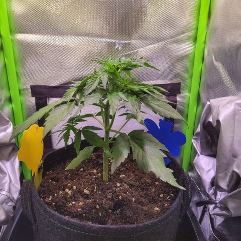 Royal Critical Automatic growlog timeline photo