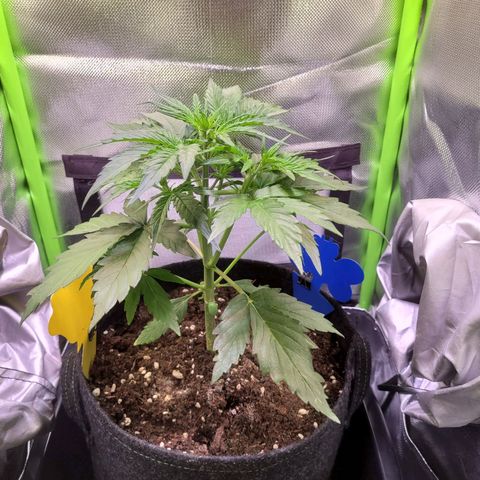 Royal Critical Automatic growlog timeline photo