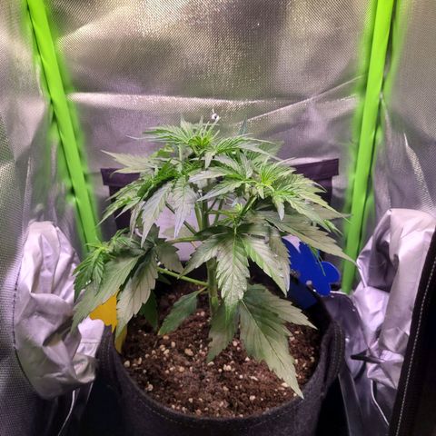 Royal Critical Automatic growlog timeline photo