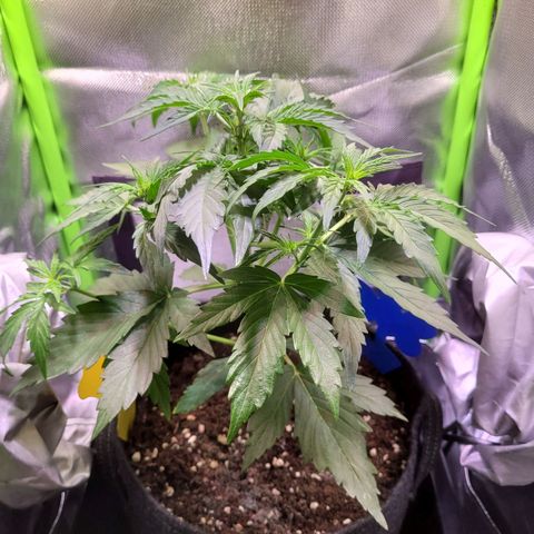 Royal Critical Automatic growlog timeline photo