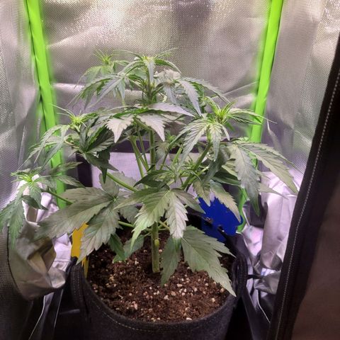 Royal Critical Automatic growlog timeline photo