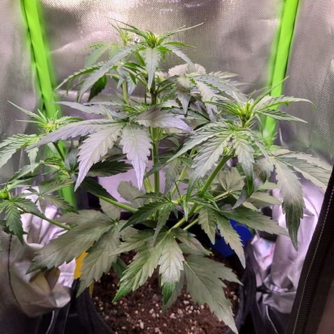 Royal Critical Automatic growlog timeline photo