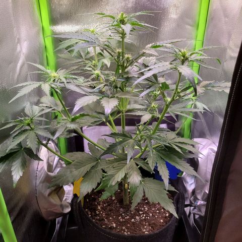 Royal Critical Automatic growlog timeline photo