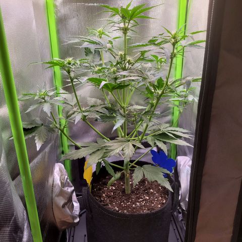 Royal Critical Automatic growlog timeline photo