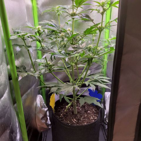 Royal Critical Automatic growlog timeline photo