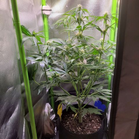 Royal Critical Automatic growlog timeline photo