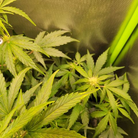 Royal Critical Automatic growlog timeline photo