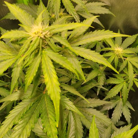 Royal Critical Automatic growlog timeline photo