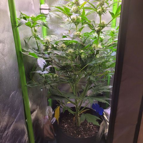 Royal Critical Automatic growlog timeline photo