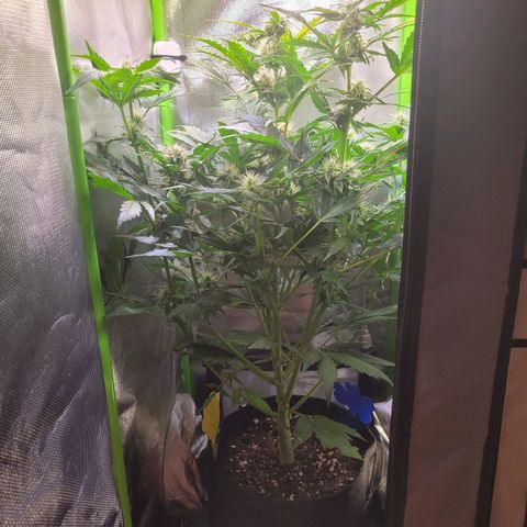 Royal Critical Automatic growlog timeline photo