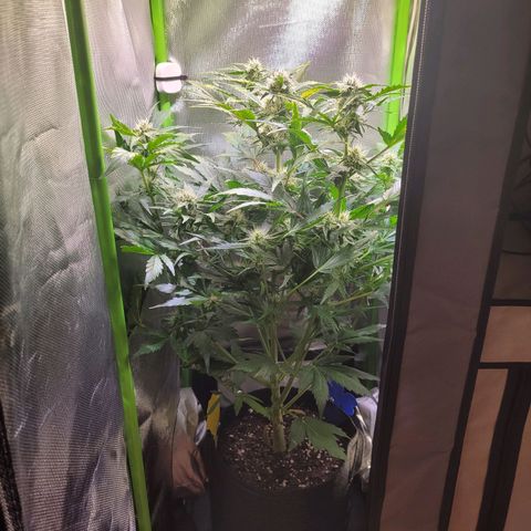 Royal Critical Automatic growlog timeline photo