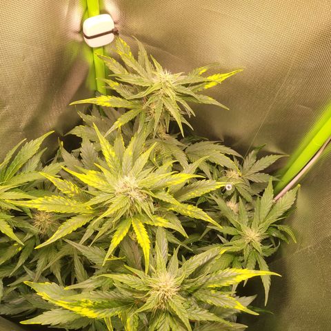 Royal Critical Automatic growlog timeline photo