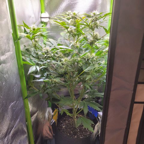 Royal Critical Automatic growlog timeline photo