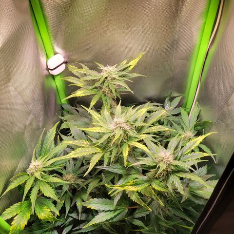 Royal Critical Automatic growlog timeline photo