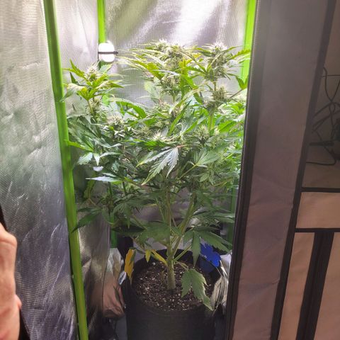 Royal Critical Automatic growlog timeline photo