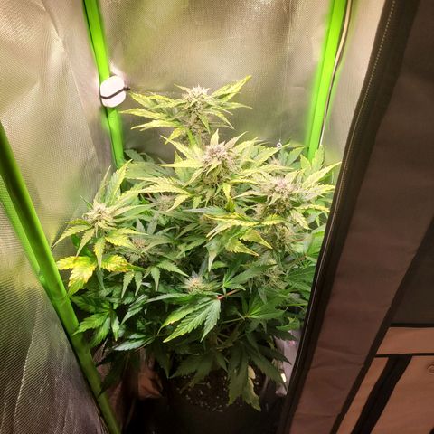 Royal Critical Automatic growlog timeline photo