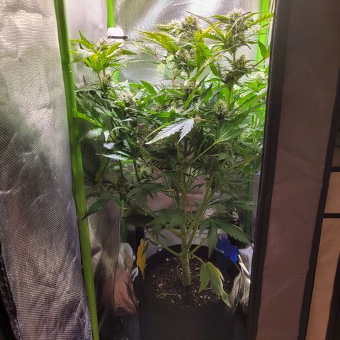 Royal Critical Automatic growlog timeline photo